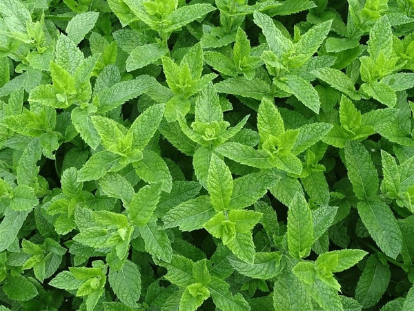 Pipirmėtė