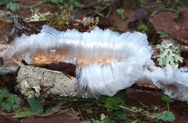 nuotrauka