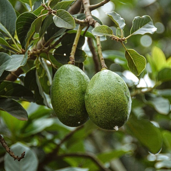 avocadotree