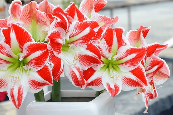 Amarilis