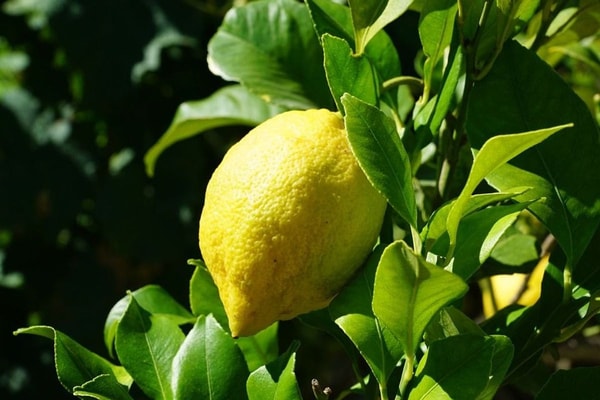 nuotrauka