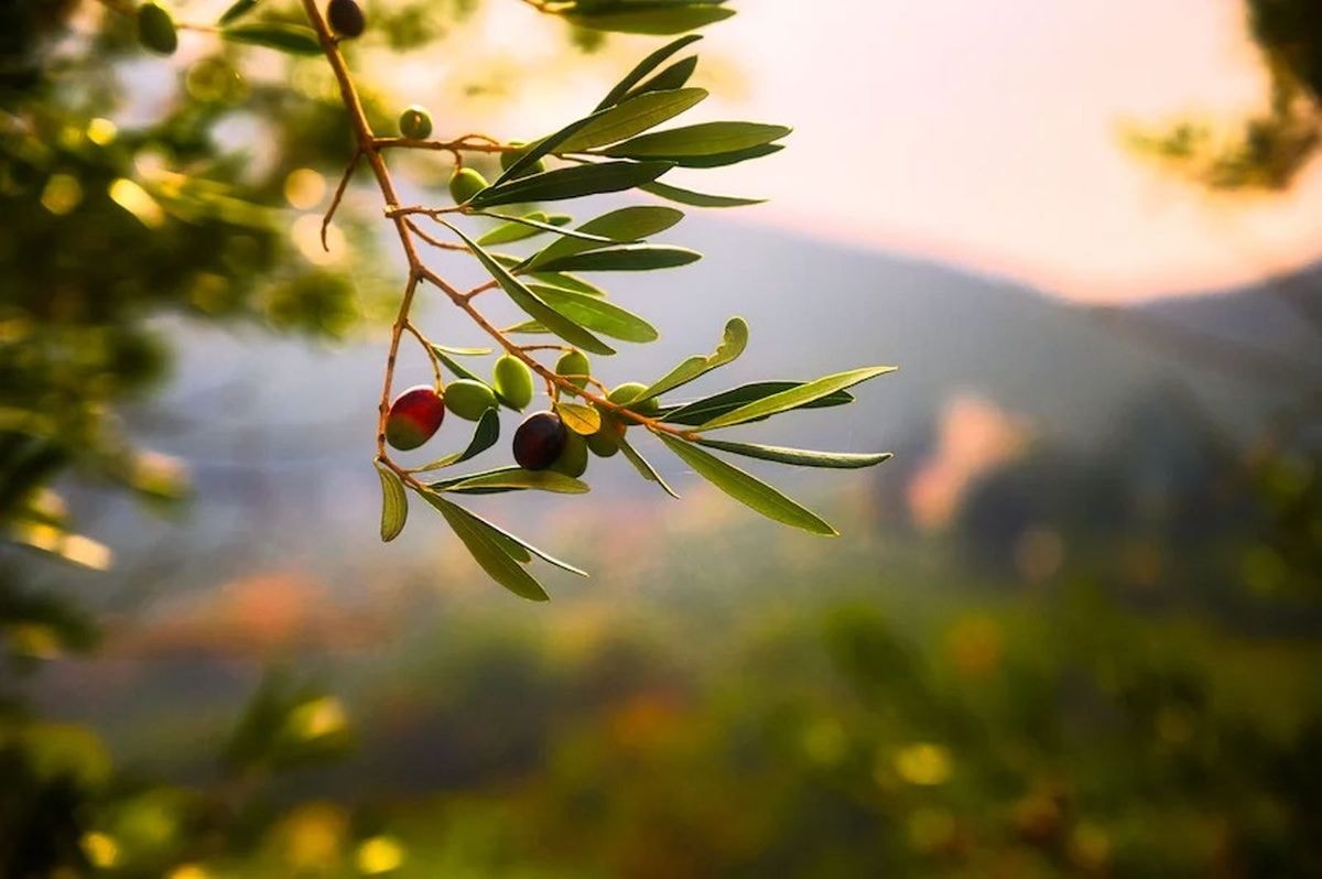 Olives