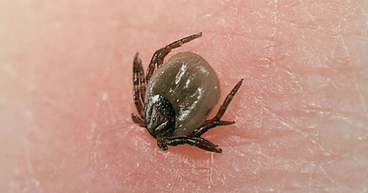 Štai kas efektyviai apsaugos nuo erkių ir kitų vabzdžių įkandimų