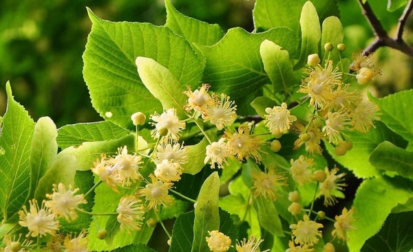 nuotrauka