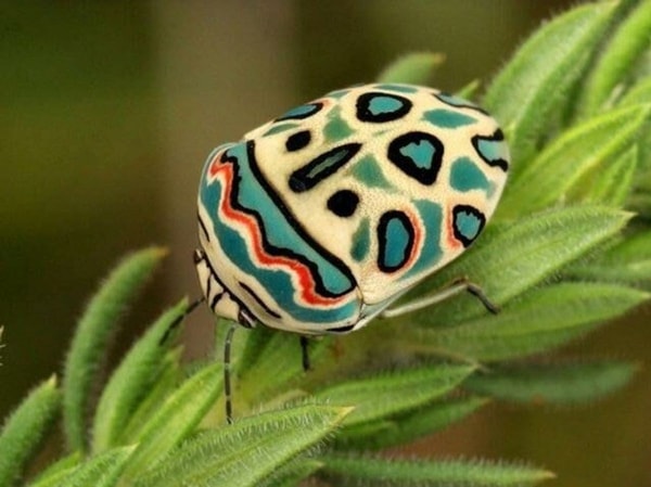 nuotrauka