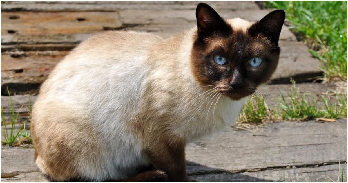 Siamo katės (Siamese)