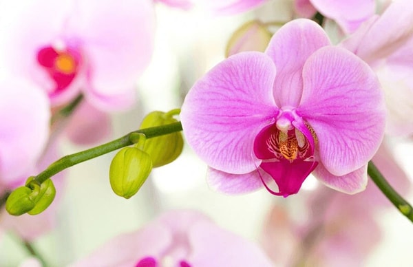 Falenopsis (Phalaenopsis)
