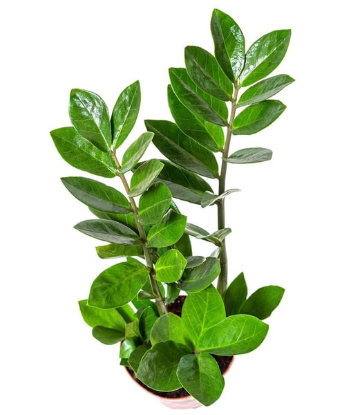 nuotrauka