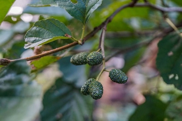 nuotrauka