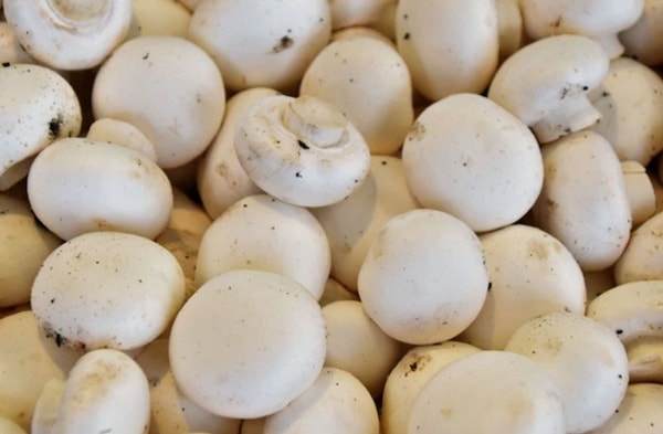 fresh mushrooms