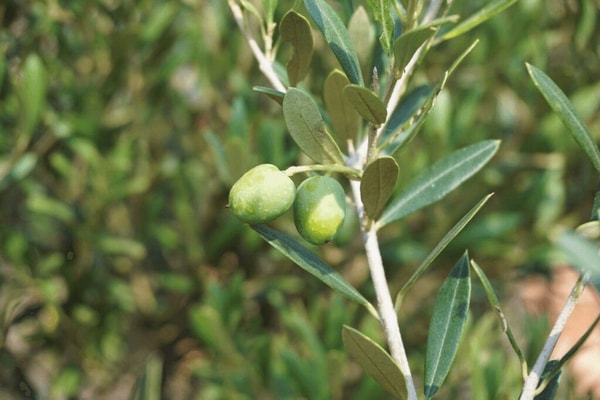 Europinis alyvmedis