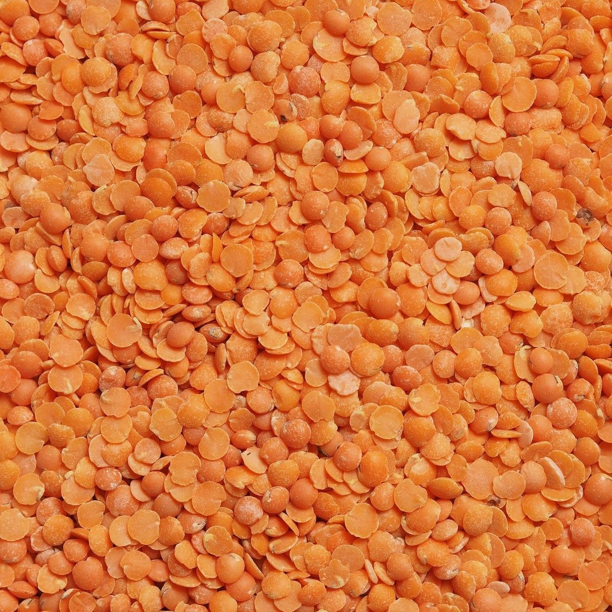 Red Lentils