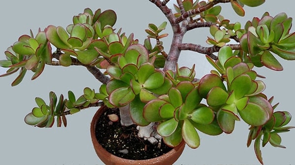 nuotrauka