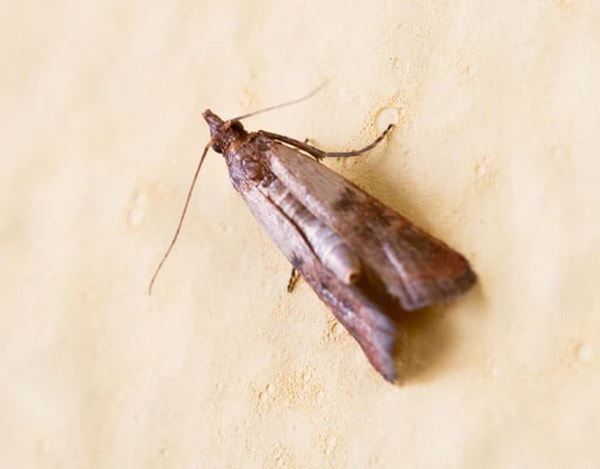 nuotrauka