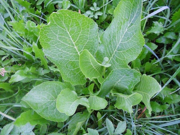 nuotrauka