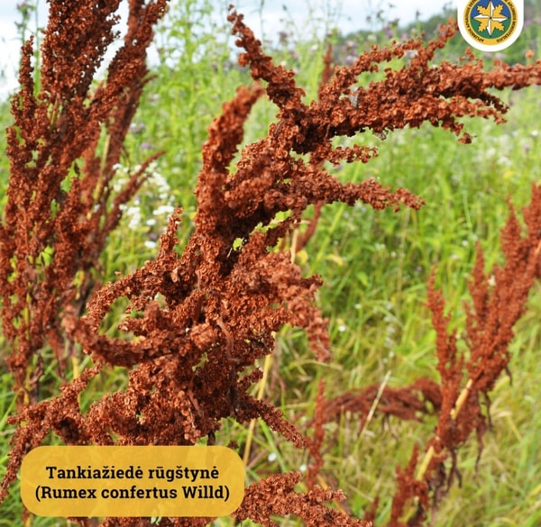 nuotrauka