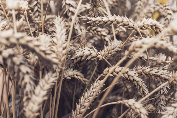 wheat