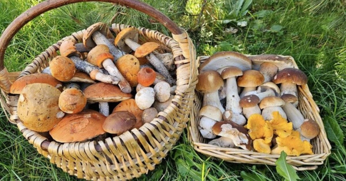 Lietuviai iš miškų grįžta su pilnomis pintinėmis grybų – pasidalijo, kur juos randa