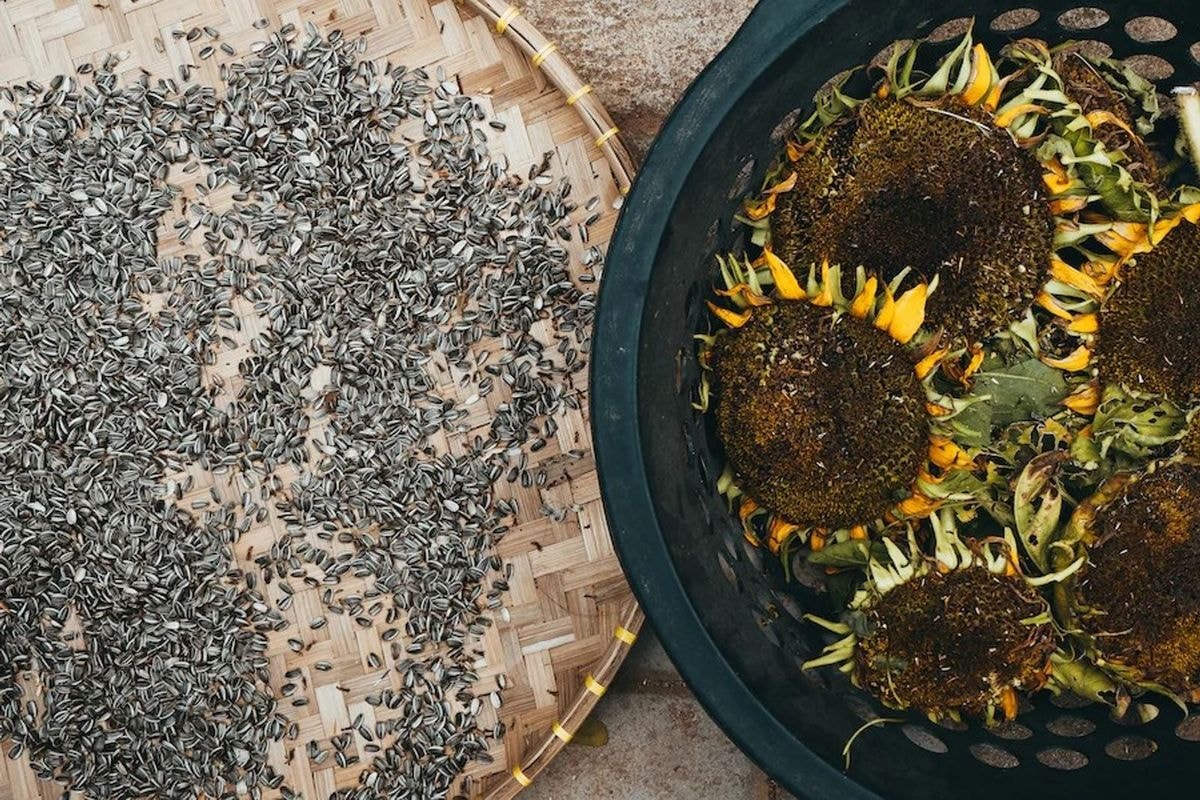 Sunflower Seeds