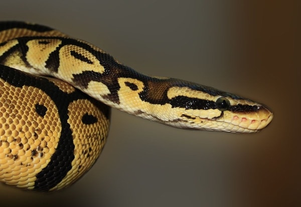 nuotrauka