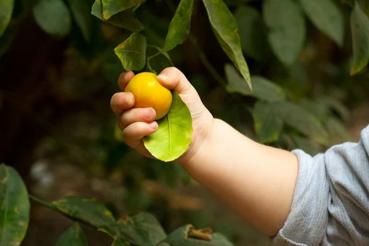 Toddler Grabbing A Plum