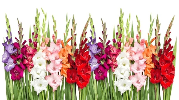 Kardelis (gladiolė)