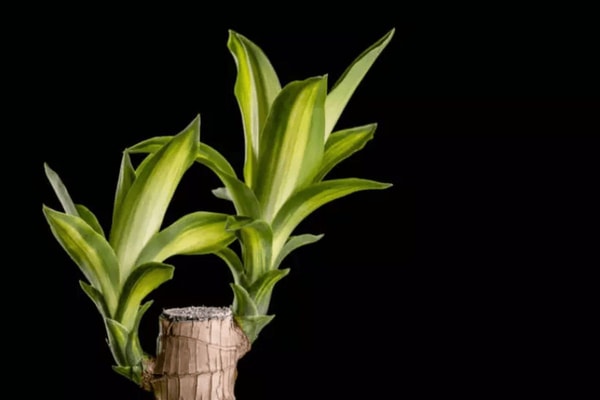 Kvapioji dracena