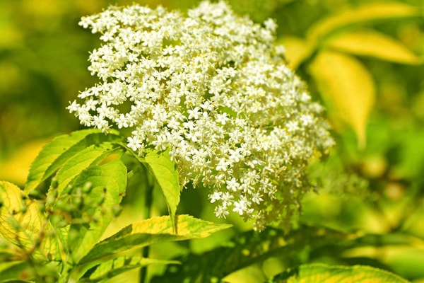 nuotrauka