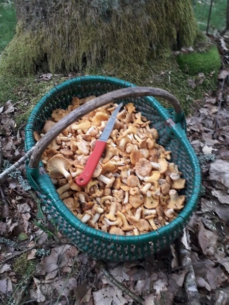 nuotrauka