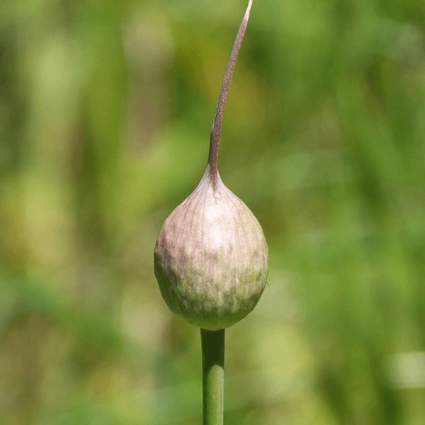 nuotrauka
