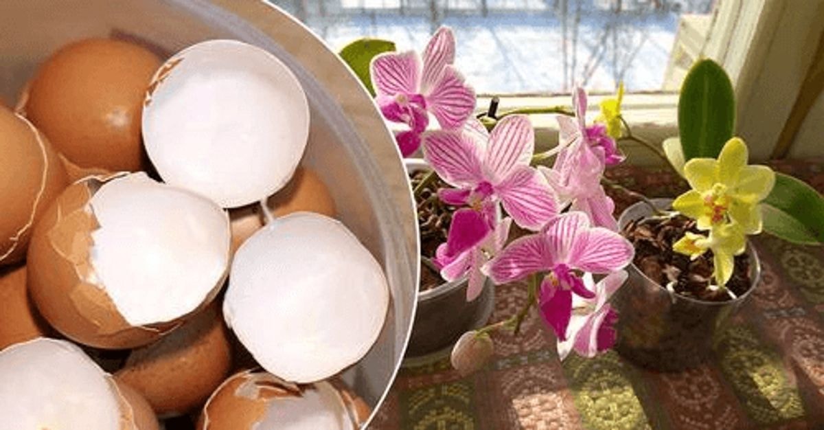 orchidėjų tręšimui