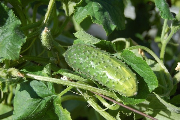 nuotrauka