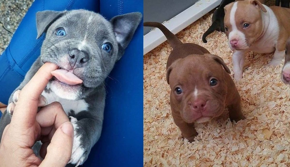 Mažai žinomos priežastys, kodėl pitbulio šuniukai yra pavojingiausi žvėrys žemėje