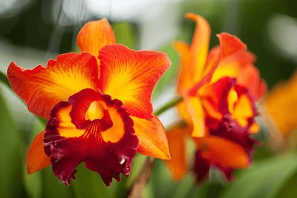 Katlėja (Cattleya)