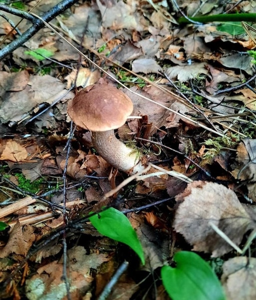 nuotrauka