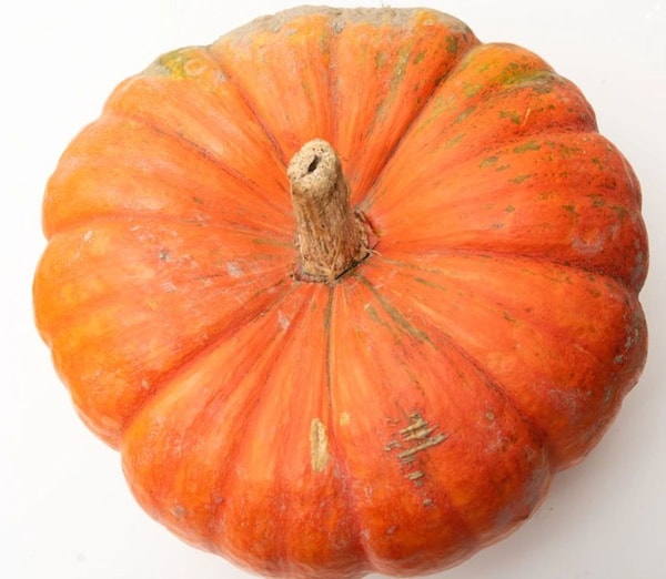 big pumpkin