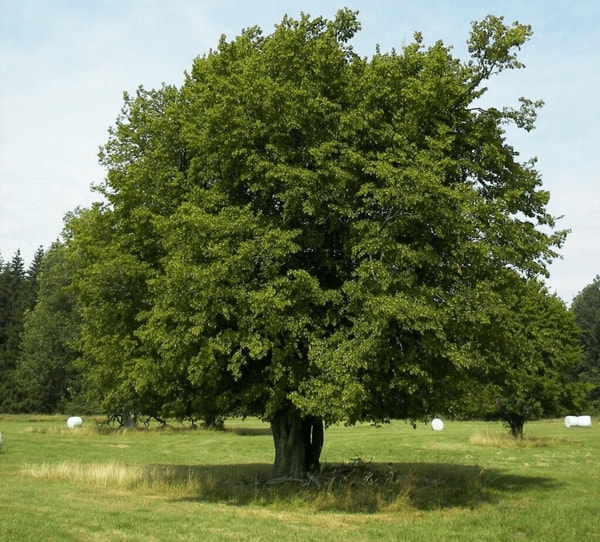 Skroblas 