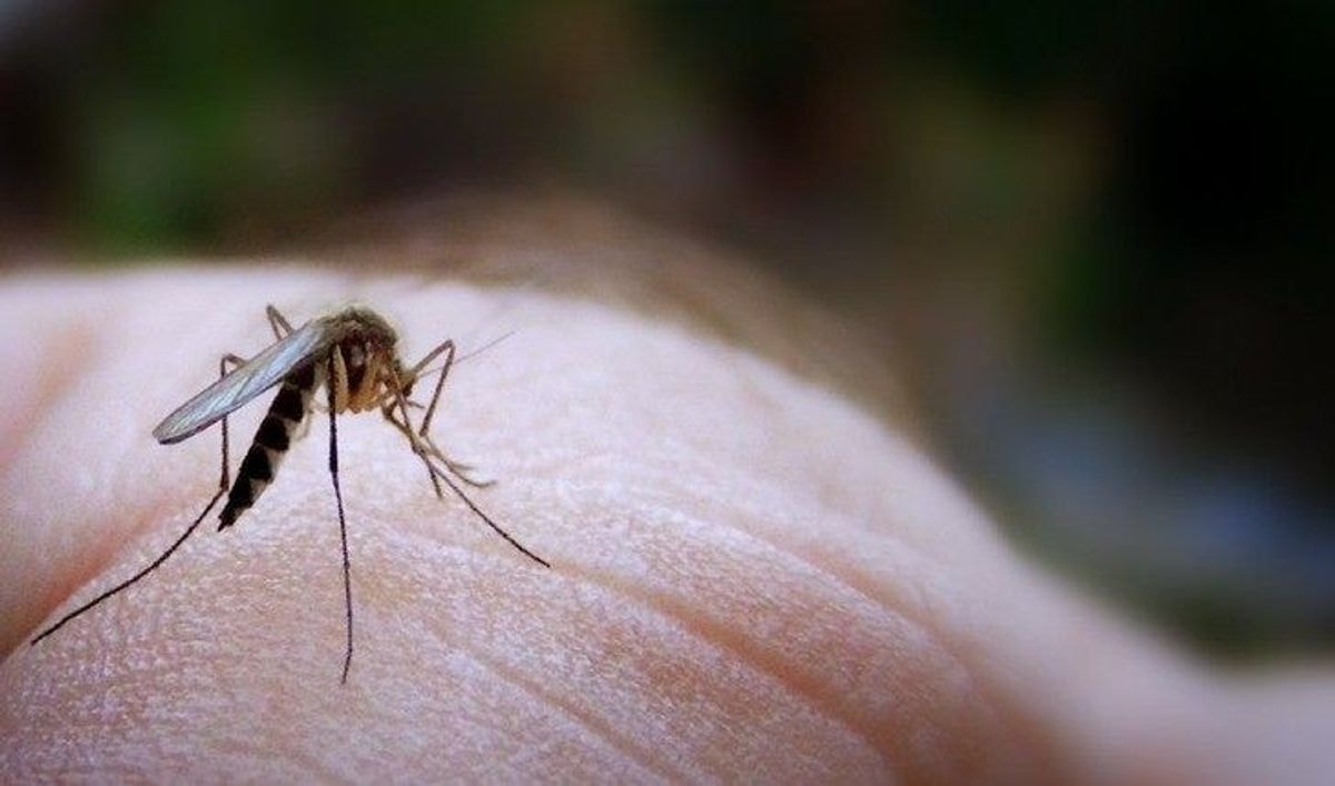 Būdai, kaip vasarą apsisaugoti nuo uodų
