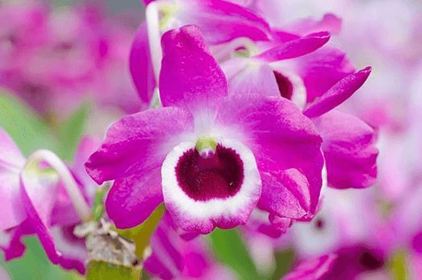 Dendrobis (Dendrobium nobile)