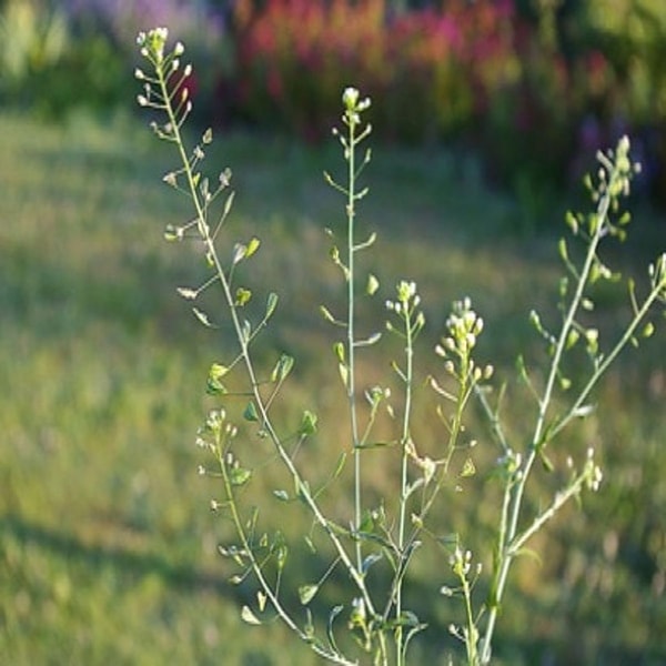 nuotrauka
