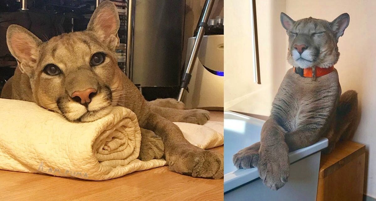 Puma buvo išgelbėta iš zoologijos sodo, dabar tai didelė namų katė