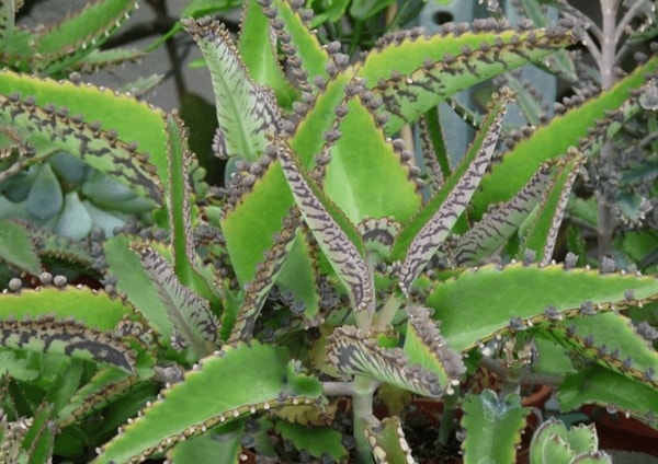 nuotrauka