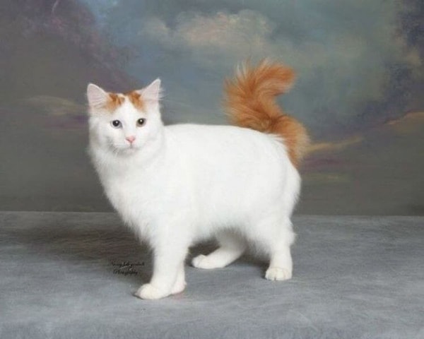 nuotrauka