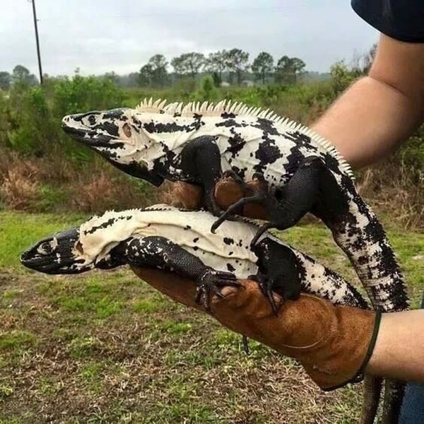 nuotrauka