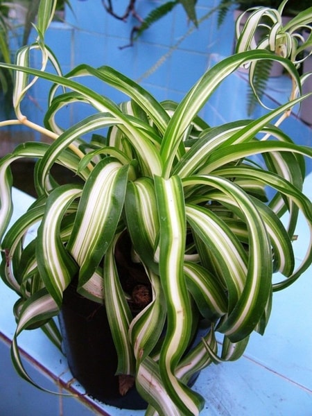 nuotrauka