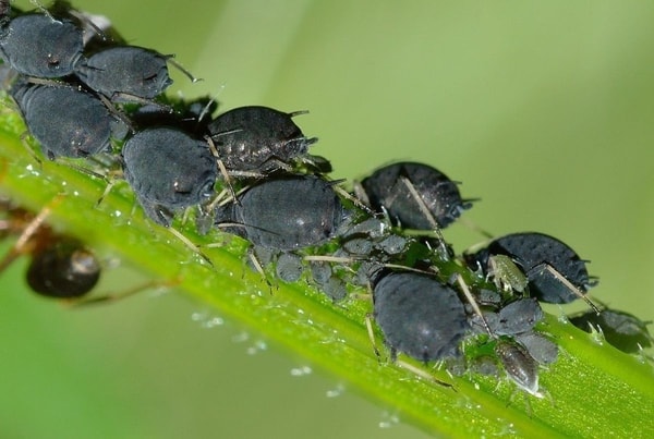 nuotrauka