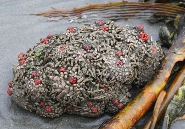 nuotrauka