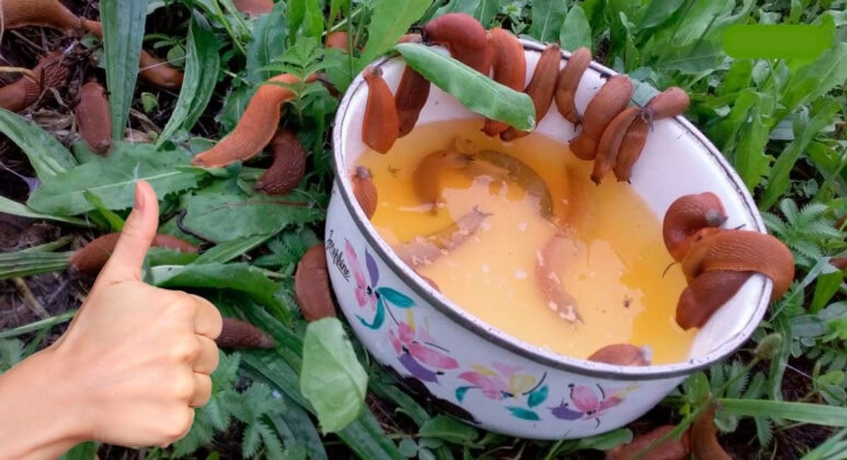 atsikratyti šliužų