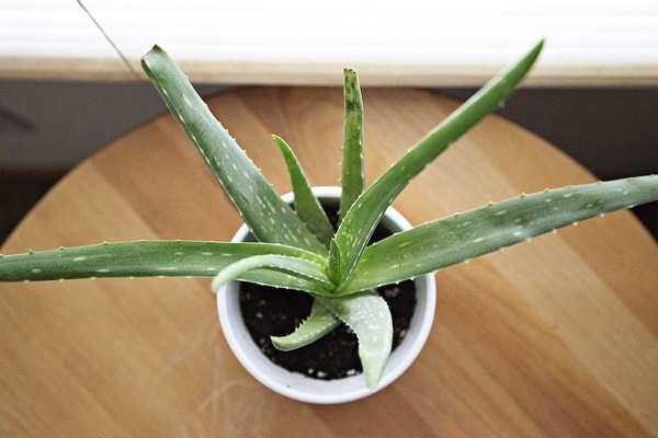 auginate Aloe Vera