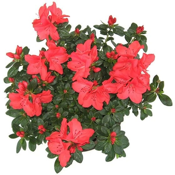 Azalija (Azalea)